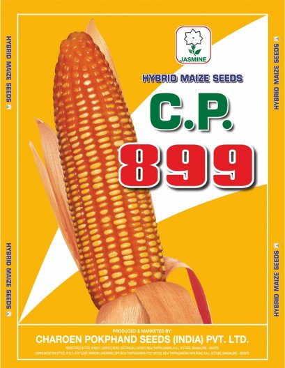 Hybrid Maize C.P. 899