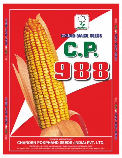 Hybrid Maize C.P. 988