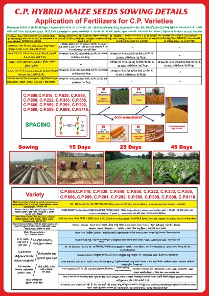 Hybrid Maize C.P. 828