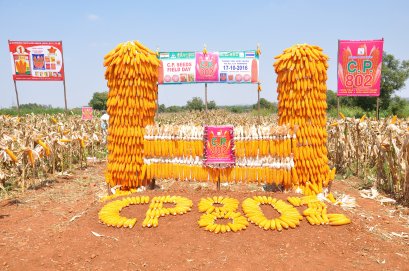 C.P. 802 Field Day at Davangiri District, Karnataka State