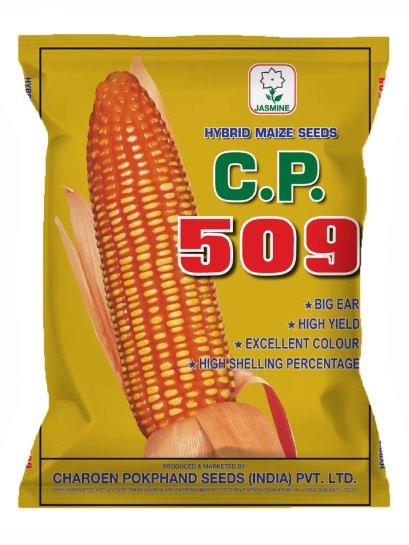 Hybrid Maize C.P. 509