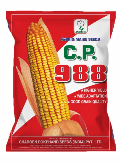 Hybrid Maize C.P. 222 - cpseeds-india