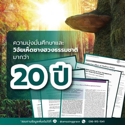 ความมุ่งมั่นศึกษาและวิจัยเห็ดซางฮวงธรรมชาติ มากว่า 20 ปี 