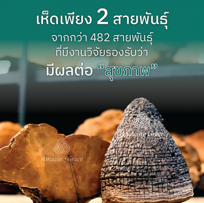 เห็ดเพียง 2 สายพันธุ์จาก  482 สายพันธุ์ ที่มีงานวิจัยรองรับว่ามีผลต่อ"สุขภาพ"