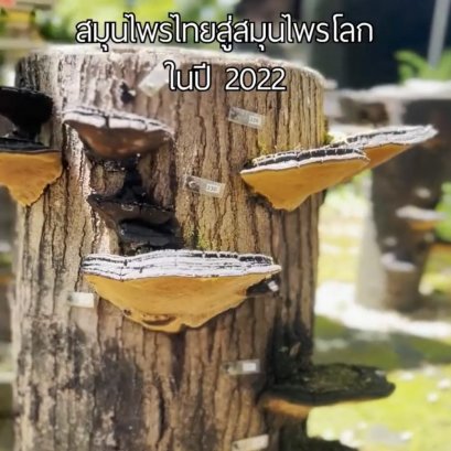 สมุนไพรไทย สู่ สมุนไพรโลกในปี 2022