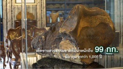 เห็ดซางฮวงธรรมชาติที่มีน้ำหนักถึง 99 กก. มีอายุมากกว่า 1,000 ปี