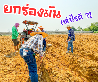 ยกร่องมันเท่าไรดี?