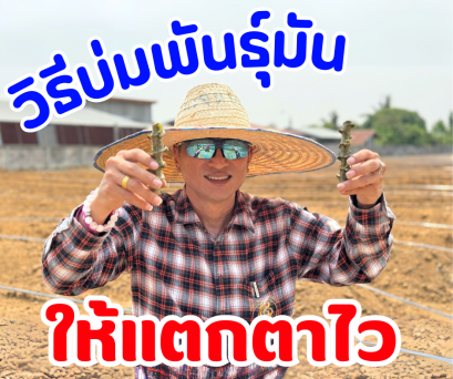 วิธีบ่มพันธุ์มันให้แตกตาไว