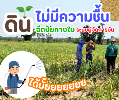 ดินไม่มีความชื้น ฉีดปุ๋ยทางใบ ผู้จัดการมัน ได้มั้ย?