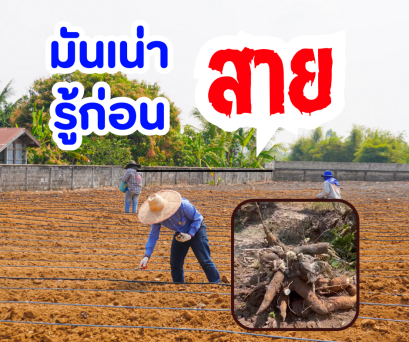 มันเน่ารู้ก่อนสาย!