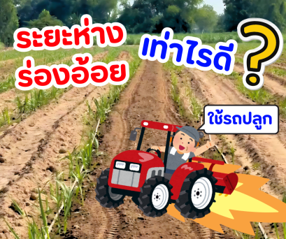 ระยะห่างร่องอ้อยเท่าไหร่ดี? ปลูกอ้อยให้ได้ผลผลิตดี ดูแลง่ายตั้งแต่เริ่มต้น