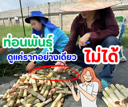 ท่อนพันธุ์ดูแค่ ราก อย่างเดียวไม่ได้!