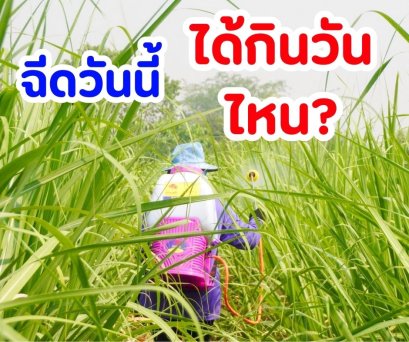 ฉีดปุ๋ยทางใบ "วันนี้ อ้อยได้กิน วันไหน"