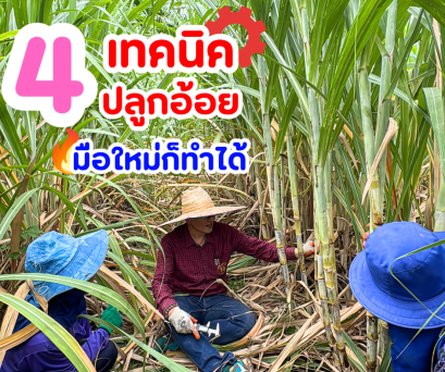 4 เทคนิคปลูกอ้อย มือใหม่ก็ทำได้