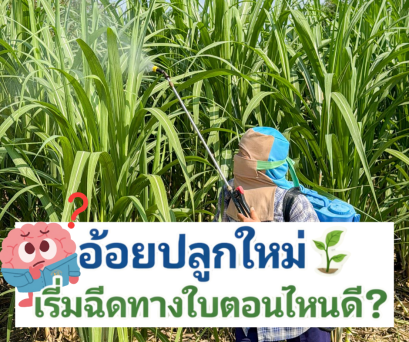 ปลูกอ้อยใหม่ให้โตไว! เคล็ดลับการฉีดพ่นทางใบครั้งแรก ที่มืออาชีพต้องรู้