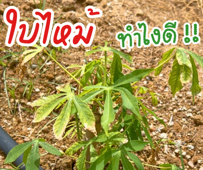 ใบไหม้ทำไงดี