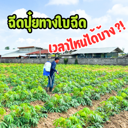 ฉีดปุ๋ยทางใบฉีดเวลาไหนได้บ้าง