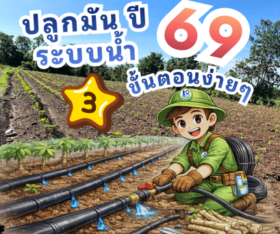ปลูกมันระบบน้ำปี69ด้วย3ขั้นตอนง่ายๆ