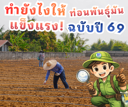 ทำพันธุ์มันอย่างไรให้แข็งแรง ทนแล้งฉบับปี69