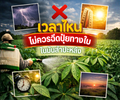 เวลาไหนไม่ควรฉีดปุ๋ยทางใบในมันสำปะหลัง พร้อมช่วงเวลาที่เหมาะสมที่สุด