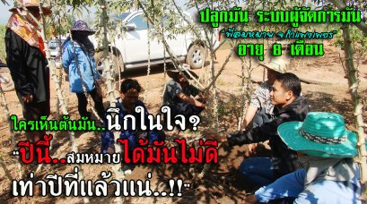 ตรวจสุขภาพ มันสำปะหลังอายุ 8 เดือน พี่สมหมาย กำแพงเพชร