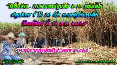 แจ้งข่าวการอบรมปลูกมัน ปลูกอ้อย ประกวดมันหัวใหญ่  ระบบผู้จัดการมัน ฟรี! ไม่มีค่าใช้จ่าย!! 18 ก.พ.2561