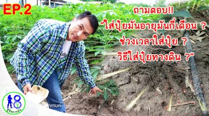 ถามตอบ!! ช่วงเวลาใส่ปุ๋ยมันสำปะหลัง วิธีการใส่ปุ๋ยมัน แบบง่าย ๆ อัตราส่วนผสมสูตรปุ๋ยใส่มันสำปะหลัง