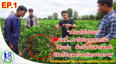 เตือนภัยไร่มัน!! ฝนนี้..ระวังปัญหารากเน่า โคนเน่า หัวเน่ามันสำปะหลัง วิธีแก้ปัญหาป้องกันการระบาด