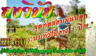 ผู้จัดการมันขุดทดสอบมันปลูกระบบทั่วไปอายุ 1 ปี สื่อการอบรม สกต.ลำปาง "ลุงวินัย" จ.ลำปาง