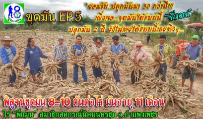 ปลูกมันมา 30 ปี ไม่เคยเจอ!! ขุดมันได้แบบนี้ "พี่แมน"สมาชิกสหกรณ์นิคมนครชุม| ผู้จัดการมันขุดมัน 