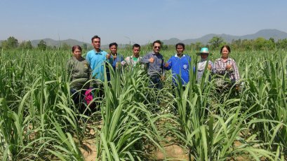 ตรวจไร่อ้อย #ปลูกอ้อย 1 ไร่ 30 ตัน #ระบบผู้จัดการมัน