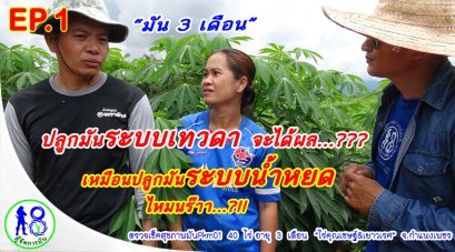มัน 3 เดือน ปลูกมันระบบเทวดาจะได้ผล!?..เหมือนปลูกมันระบบน้ำหยดไหมนร๊า..?? ผู้จัดการมัน
