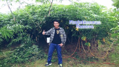 #ถามตอบ Q&A "#เช็คสุขภาพมันสำปะหลังPKM01 อายุ 6 เดือน ราคามัน เรื่องมัน" #ระบบผู้จัดการมัน"