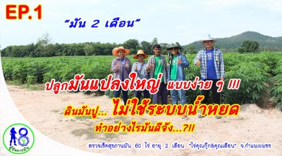 ปลูกมันสำปะหลังแปลงใหญ่แบบง่าย ๆ!! ดินมันปู ไม่ใช้ระบบน้ำหยด ทำอย่างไรมันดีจัง?