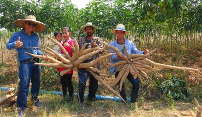 คำตอบอยู่ในใจ ขุดมัน 9 เดือน ระบบเทวดา ไร่ คุณไก่ จ.กำแพงเพชร