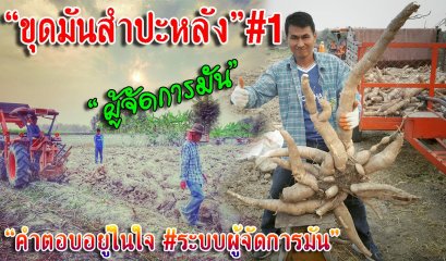 แจ้งผลการขุดมันสำปะหลังPKM01 แปลงวิจัยผู้จัดการมัน โครงการ ทำน้อยได้มาก 2 ไร่ 50 ตัน จ.กำแพงเพชร