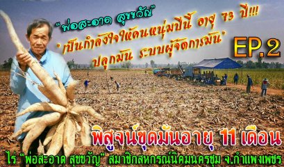 ผู้จัดการมันเป็นกำลังใจให้คนหนุ่มอายุ73ปี "พ่อสะอาด" สมาชิกสหกรณ์นิคมนครชุม ขุดมันสำปะหลังระบบผู้จัดการมัน