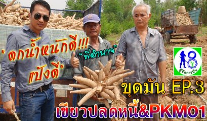 ดกน้ำหนักดีแป้งดี!! ขุดมันเขียวปลดหนี้&PKM01อายุ 9 เดือน "พี่อำนาจ" ผู้จัดการมันขุดมัน EP.3 