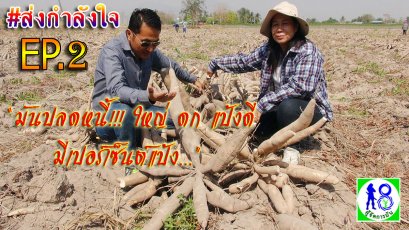 โครงการ "มันปลดหนี้!!" ใหญ่ดกแป้งดีมีเปอร์เซ็นต์แป้ง ระบบผู้จัดการมัน | ผู้จัดการมัน 