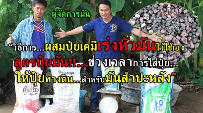 วิธีผสมปุ๋ยเคมีเร่งหัวมันไว้ใช้เอง สูตรปุ๋ย ช่วงให้ปุ๋ยทางดินผลผลิต 8-10 ตันต่อไร่ ด้วย ระบบผู้จัดการมัน