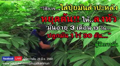 วิธีการใส่ปุ๋ยมันสำปะหลังหยุดต้นให้ลงหัว มันอายุ 3 เดือน 13วัน ปลูกมัน 1 ไร่ 30 ตัน 