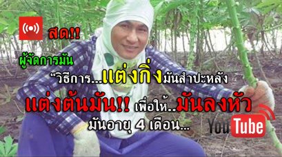 YouTube LIVE สด!! #วิธีแต่งกิ่งต้นมันสำปะหลัง เพิ่มผลผลิตให้มันลงหัว ผู้จัดการมัน LIVE#1 วันที่ 4 สิงหาคม 2560
