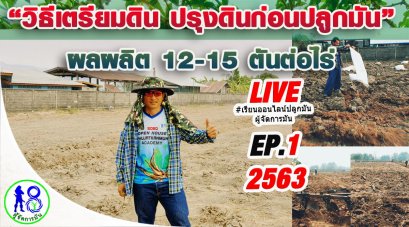 สอนปลูกมันฟรี! เรียนออนไลน์ปลูกมันผู้จัดการมัน ฝ่าวิกฤติโควิด-19 Live Interaction สอนออนไลน์สด!!!