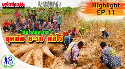 แจ้งข่าวขุดมันสำปะหลัง 8-10 ตันต่อไร่ ระบบผู้จัดการมัน