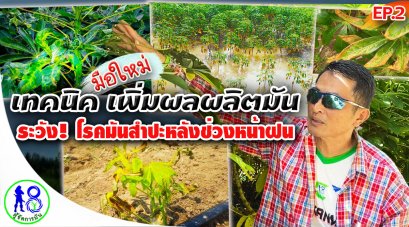 ระวัง! โรคมันสำปะหลังช่วงหน้าฝน