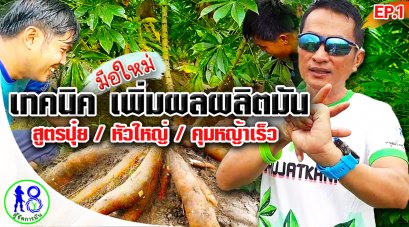 เทคนิคมือใหม่เพิ่มผลผลิตมัน