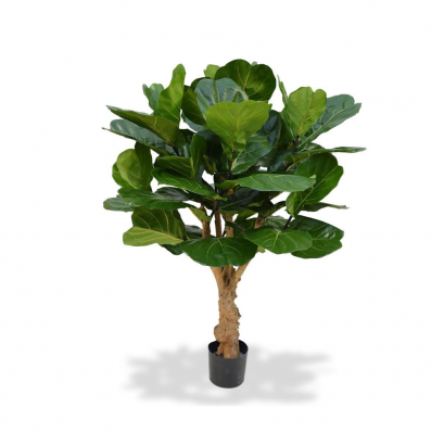 ต้นไทรใบสัก - สูง 130 ซม.