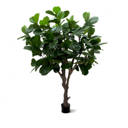 ต้นไทรใบสัก - สูง 260 ซม.