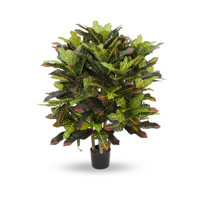 ต้นโกสน - สูง 90 ซม.