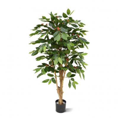 ต้นกาแฟอาราบิก้า - สูง 150 ซม.